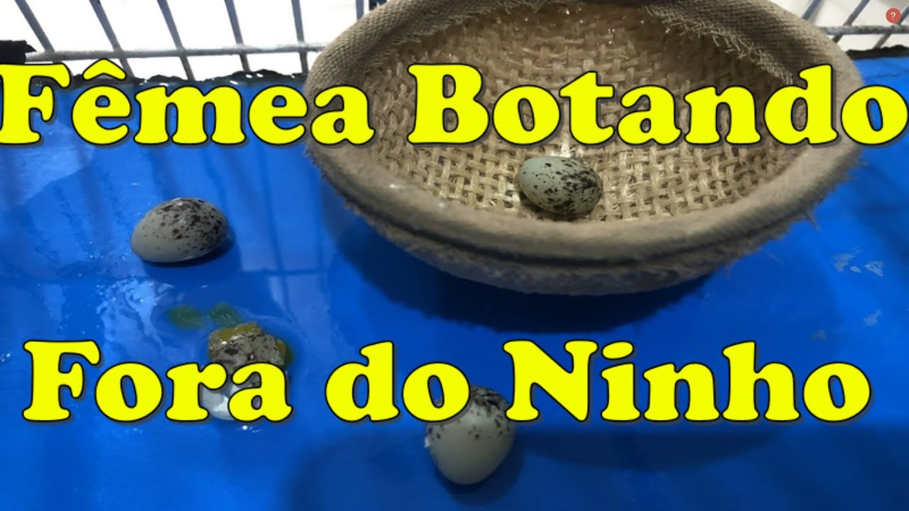 FÊMEA PONDO OVO FORA DO NINHO