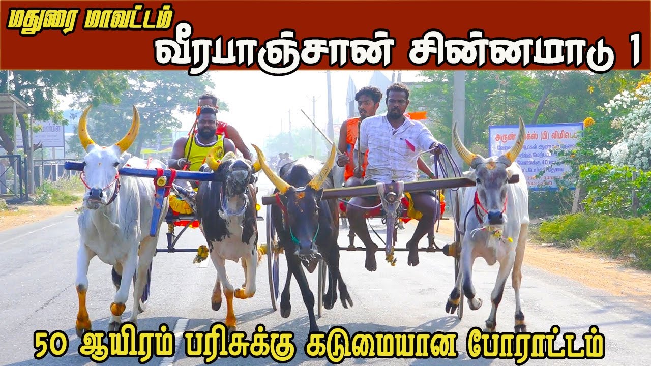 சின்னமாடு1 வீரபாஞ்சான் 08.02.2026