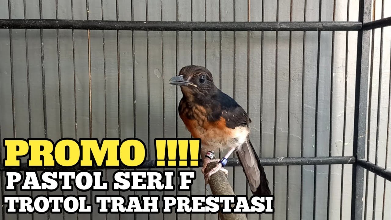 PROMO !!!! TROTOL FIGHTER CALON PREMAN LAPANGAN