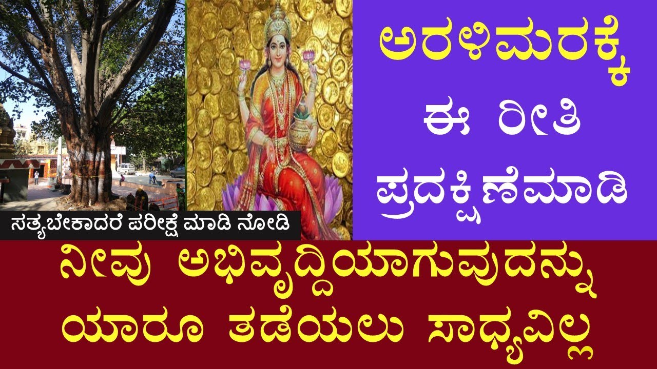 ಅರಳಿಮರವನ್ನು ಈರೀತಿ ಪೂಜೆ ಮಾಡಿ👌 ನಿಮ್ಮ ಅಭಿವೃದ್ದಿಯನ್ನು ಯಾರೂ ತಡೆಯಲು ಸಾಧ್ಯವಿಲ್ಲ | PEEPLE Tree Success |