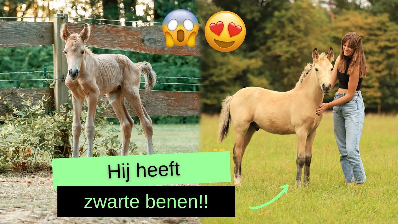 Mijn veulen is VERKLEURD!! | BROVENNA | #VLOG 153
