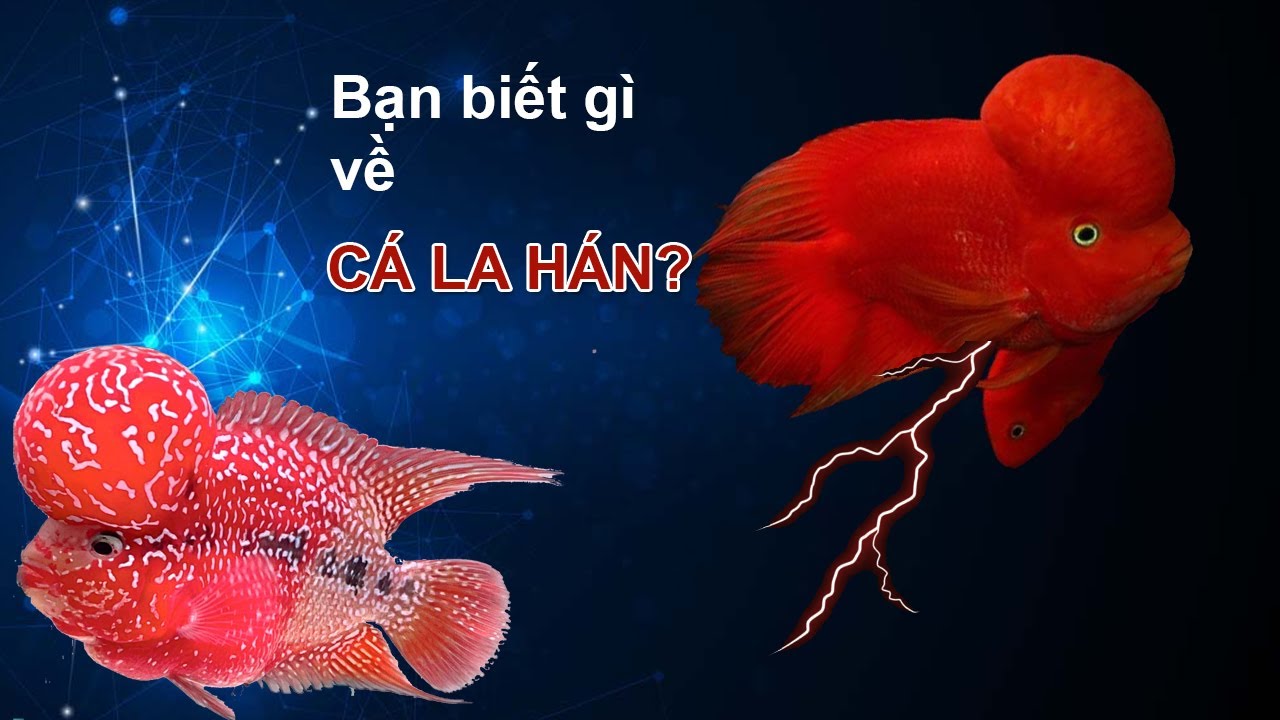Tổng Quan Cá La Hán. Các loại cá La Hán Phổ Biến