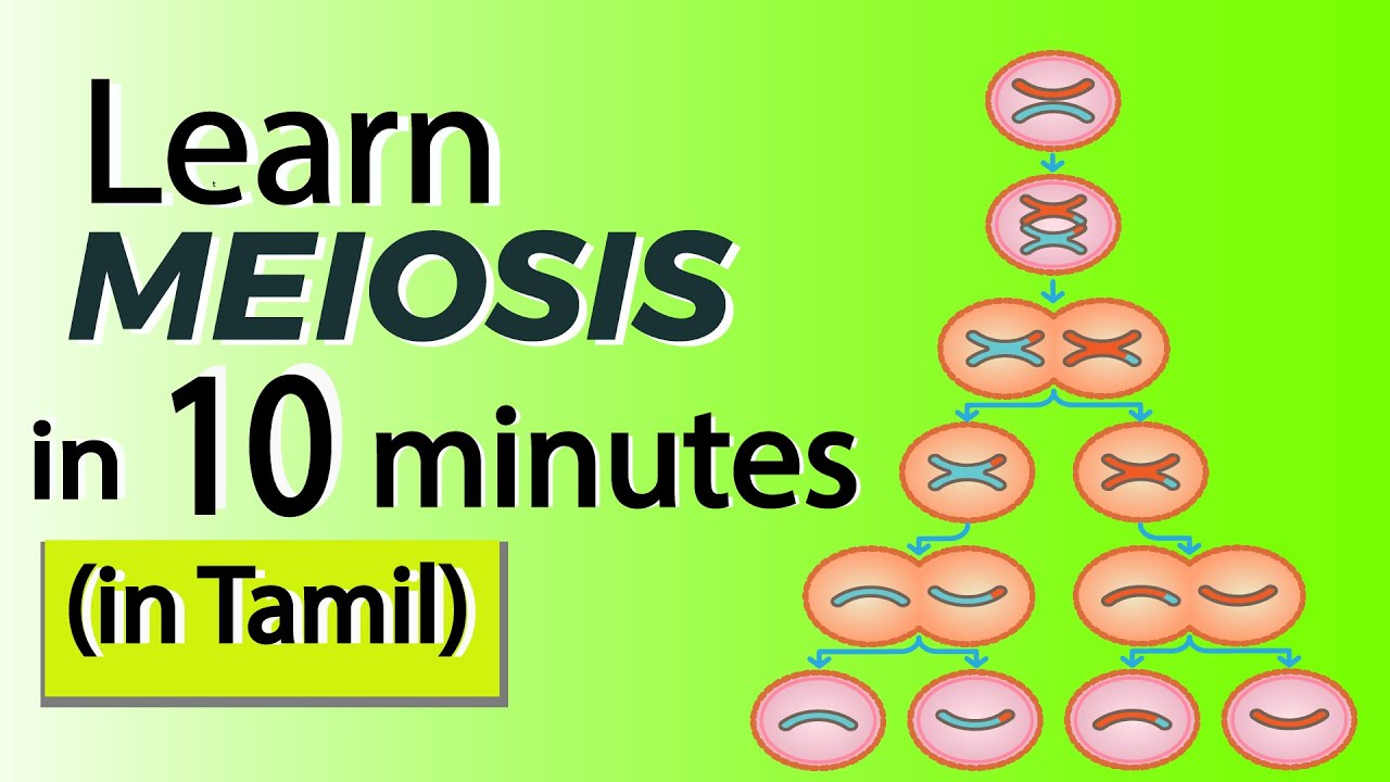 Meiosis explained in Tamil: NCERT class 11 biology - cell cycle and cell division(NEET animation)