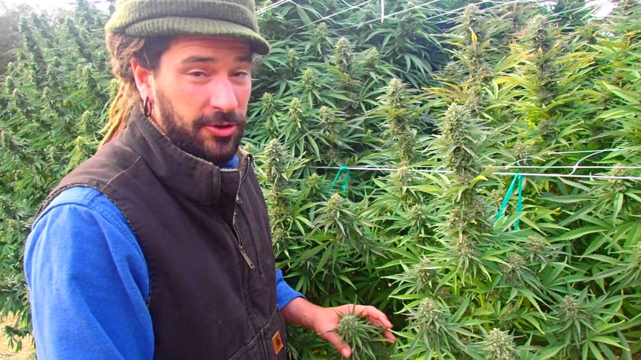 Siskiyou Sungrown Big Medical Marijuana Garden