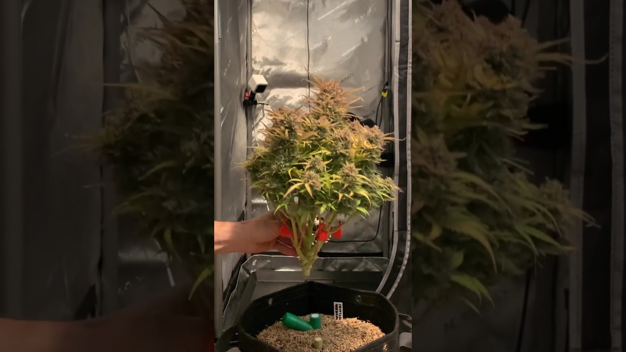 My 1st grow! ☀️ 2x2x6 AC Infinity kit 🌱Seedsman Critical+ 2.0 Auto &ldquo;Freebie Pack&rdquo;