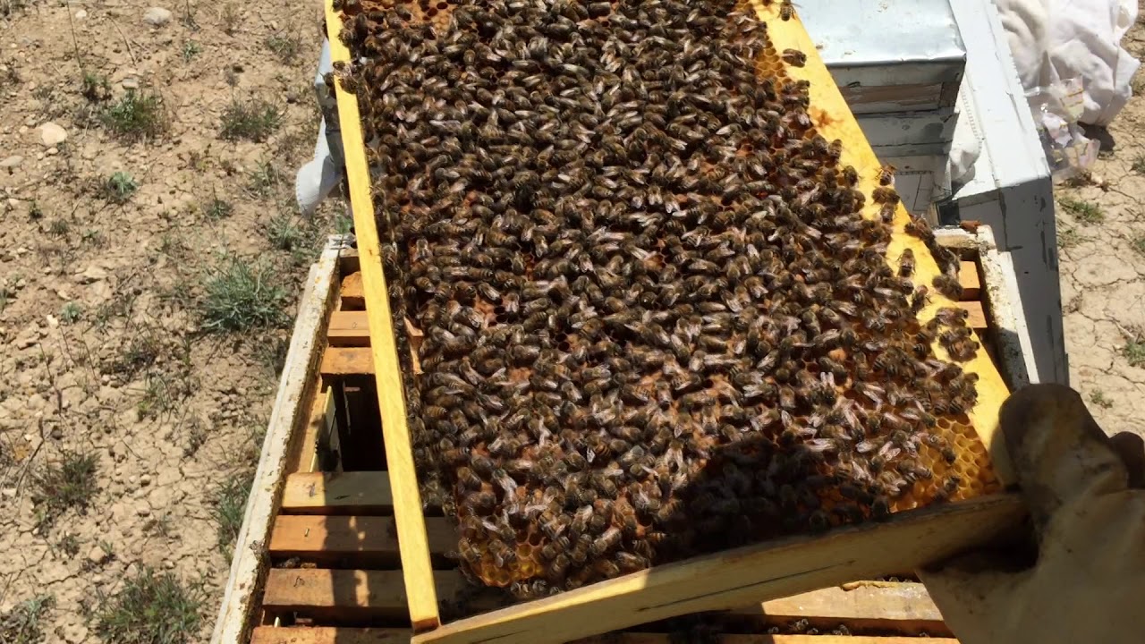 LARVA TRANSFERİNDEN BİR HAFTA SONRA