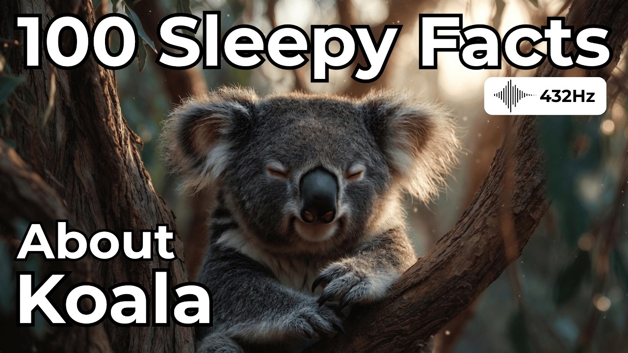 Самые расслабляющие факты о коалах для сна