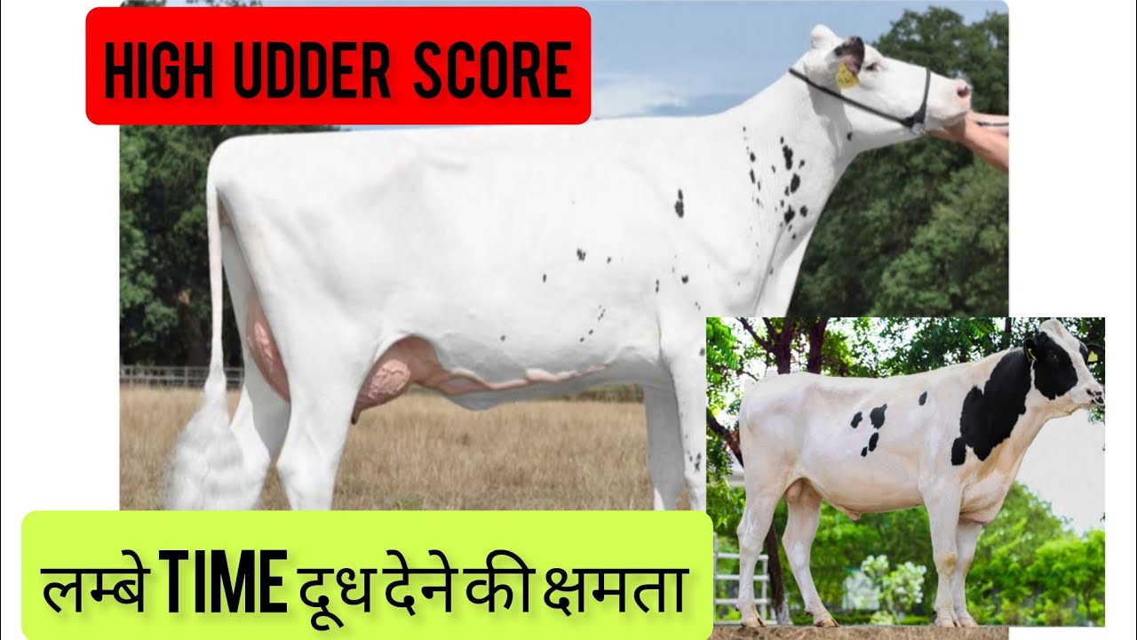 SAG HF 50364 GERMANY IMPORTED BULL 🐂 FULL DETAILS #mannfarms