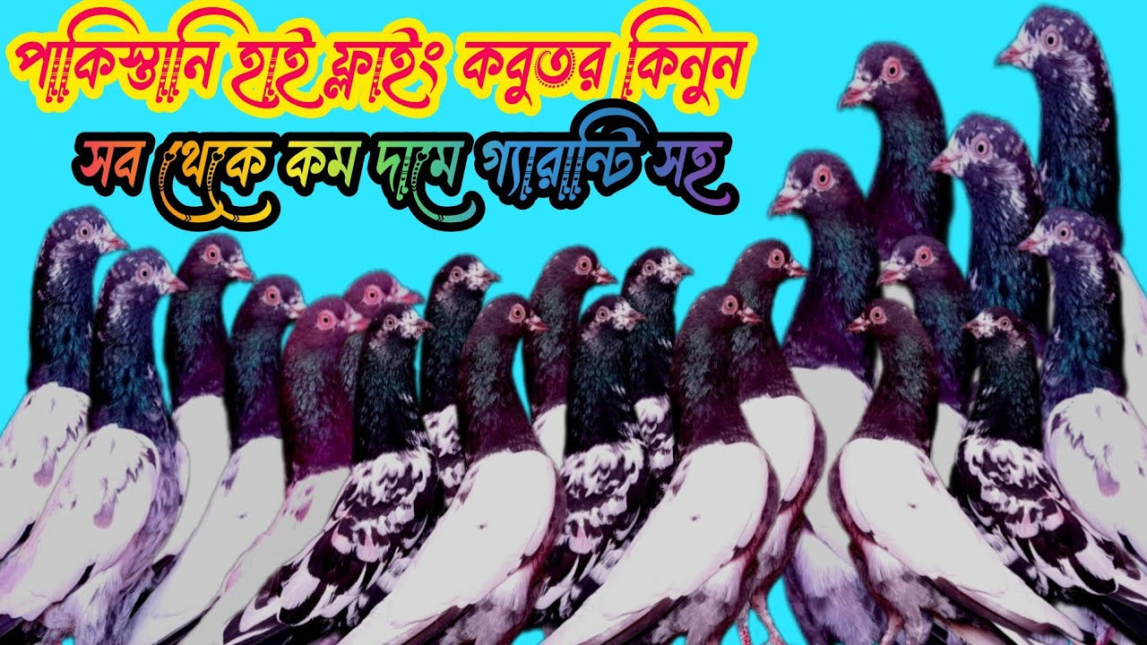 Pakistani Teddy pigeon ফ্লাইং গ্যারান্টি সহ কিনুন সব থেকে কম দামে যেকোনো জায়গায় ডেলিভারি করা যাবে