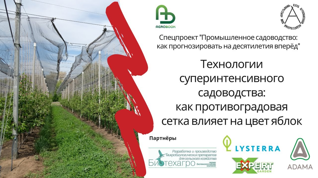 Технологии суперинтенсивного садоводства: как противоградовая сетка влияет на цвет яблок