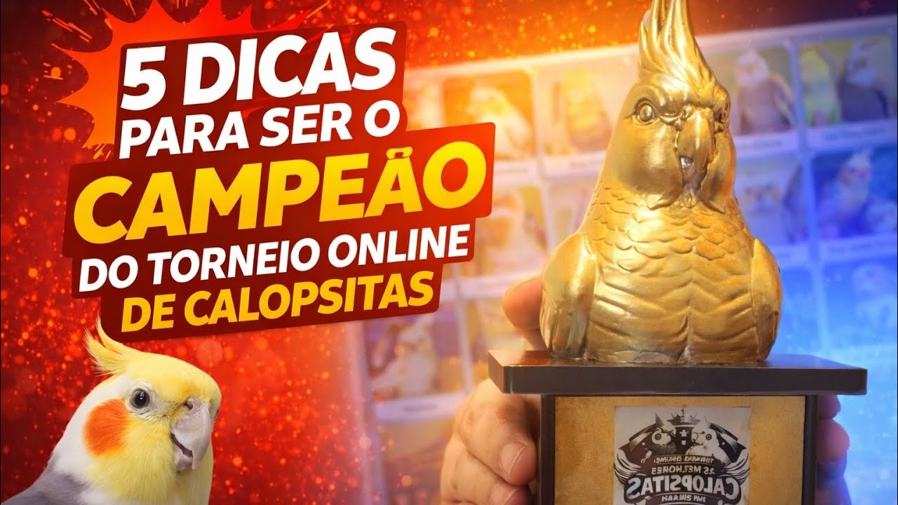 COMO GANHAR O TORNEIO ONLINE DE CALOPSITAS! 5 DICAS QUE FAZEM A DIFERENÇA! 