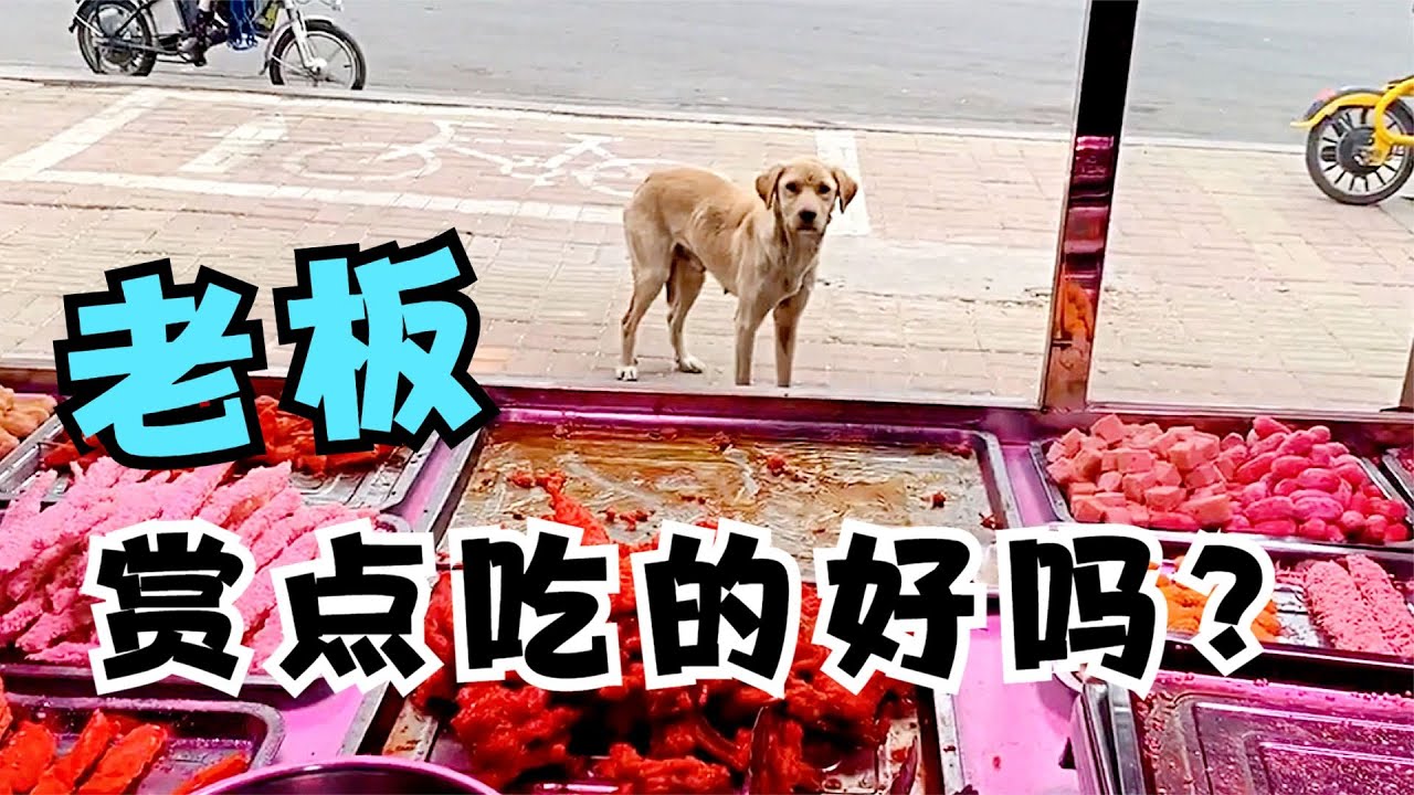 流浪狗每天來炸串攤位討吃，沒想到第一次吃狗糧居然會這樣做，太感人了！【#狗狗 #寵物 #暖心 #感動 #善良 #動物 #正能量 #感人 #溫暖 #流浪狗 #救助 #親情 #母愛 #真實故事 #沒想到】