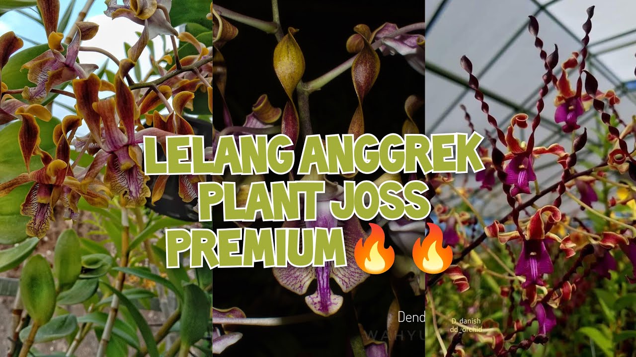 LELANG ANGGREK OB 0 RUPIAH. ADMIN 085655696848