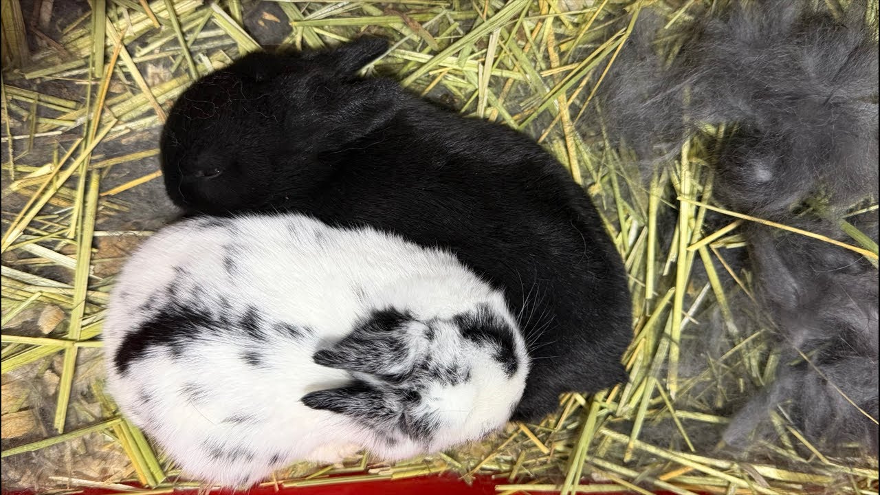 Baby Bunnies 🐰(Kits) Baby Chickens 🐣(Chicks) Cleaning Area #animals #cute #live #trending #viral