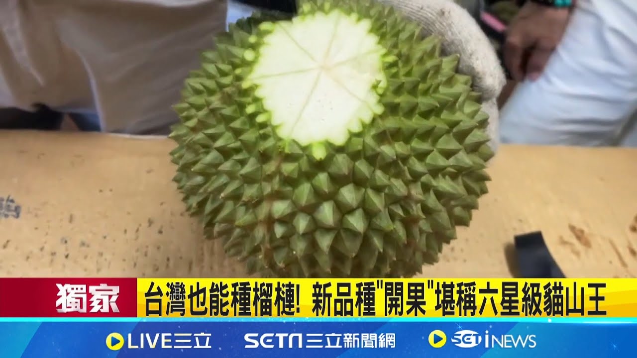 台灣也能種榴槤! 新品種