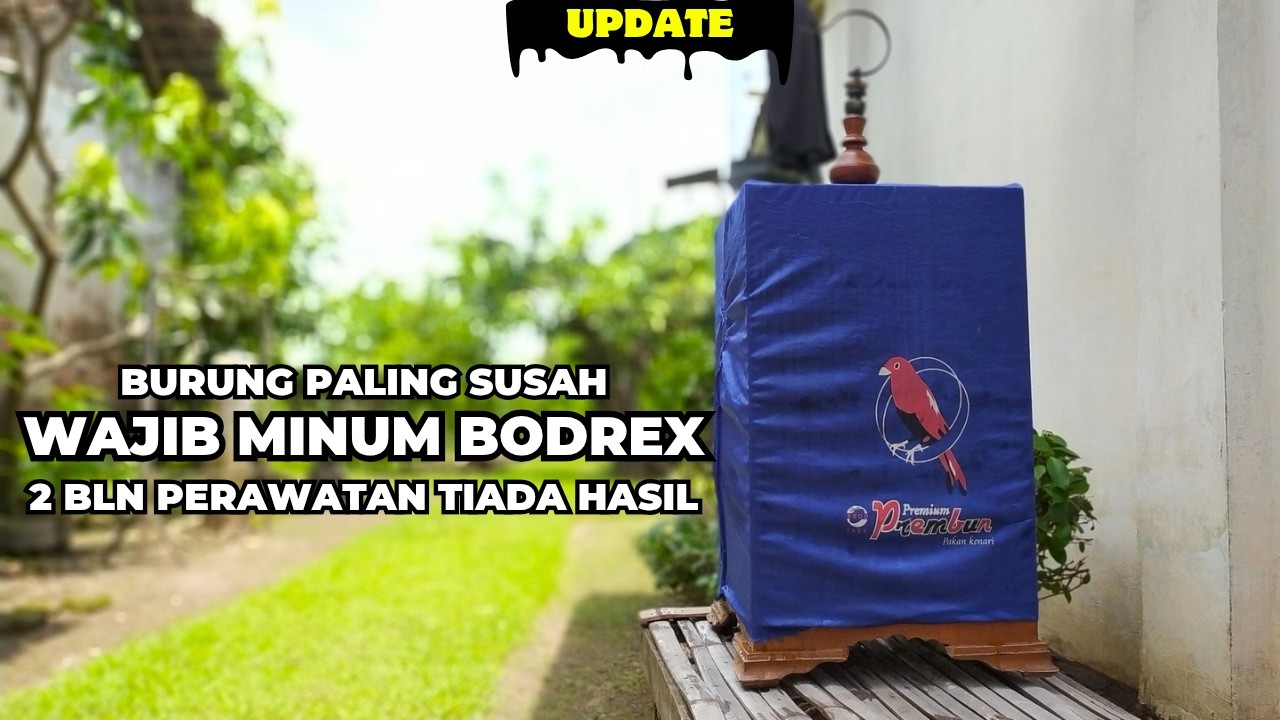SUDAH ANTENG, JINAK, MAPAN TAPI TETAP BELUM BUNYI❗KITA COBA TERAPKAN PERAWATAN TERAKHIR❗