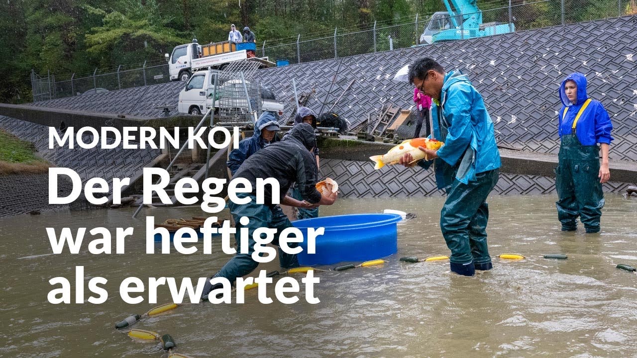 Die Top Nisai Ikeage Ipponmatsu | Modern Koi Blog #6977