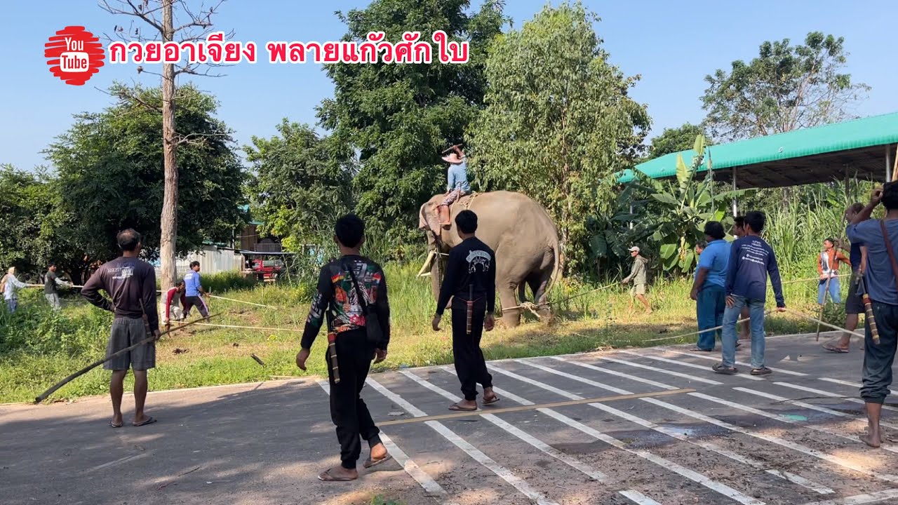นาทีระทึก‼️ช้าง ตกมัน..หลุด‼️พ่อควาญทั้งหมู่บ้าน ร่วมด้วย ช่วยกัน☝️ภารกิจจะสำเร็จ หรือ ไม่ ❓