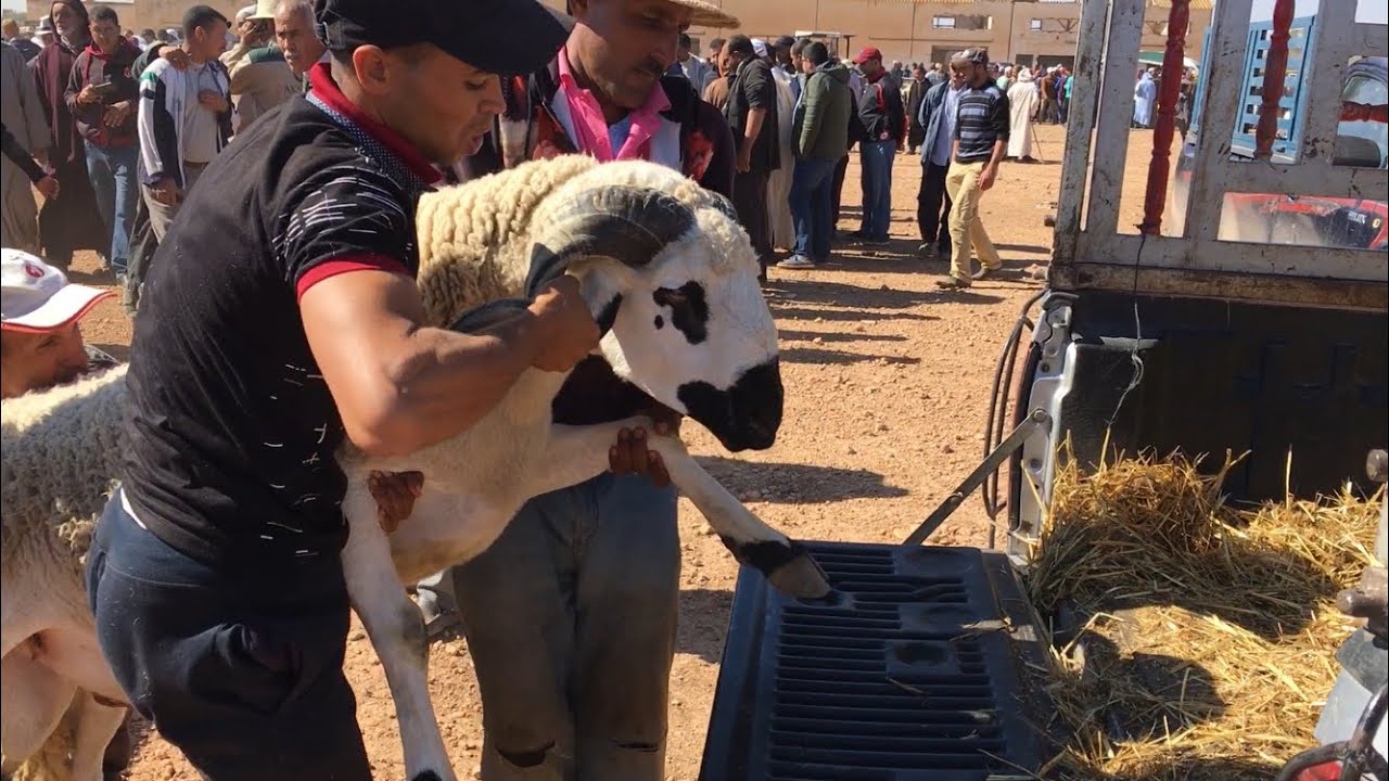 لحظة صعود أكباش السوبر للشاحنة اللهم بارك أحجام خيالية - الصردي المغربي الأصيل ANOC 2019