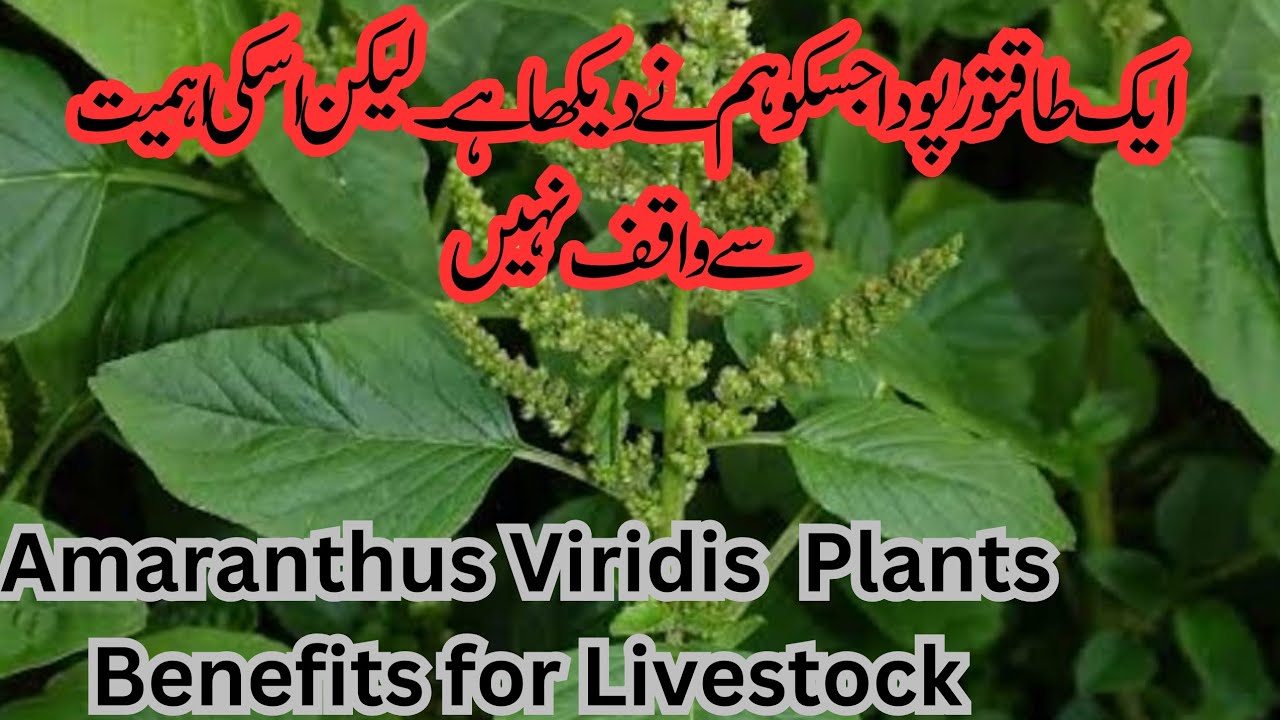 Amaranthus Viridis plant Health Benefits for Dairy Cattle and Human |Chulai Saag