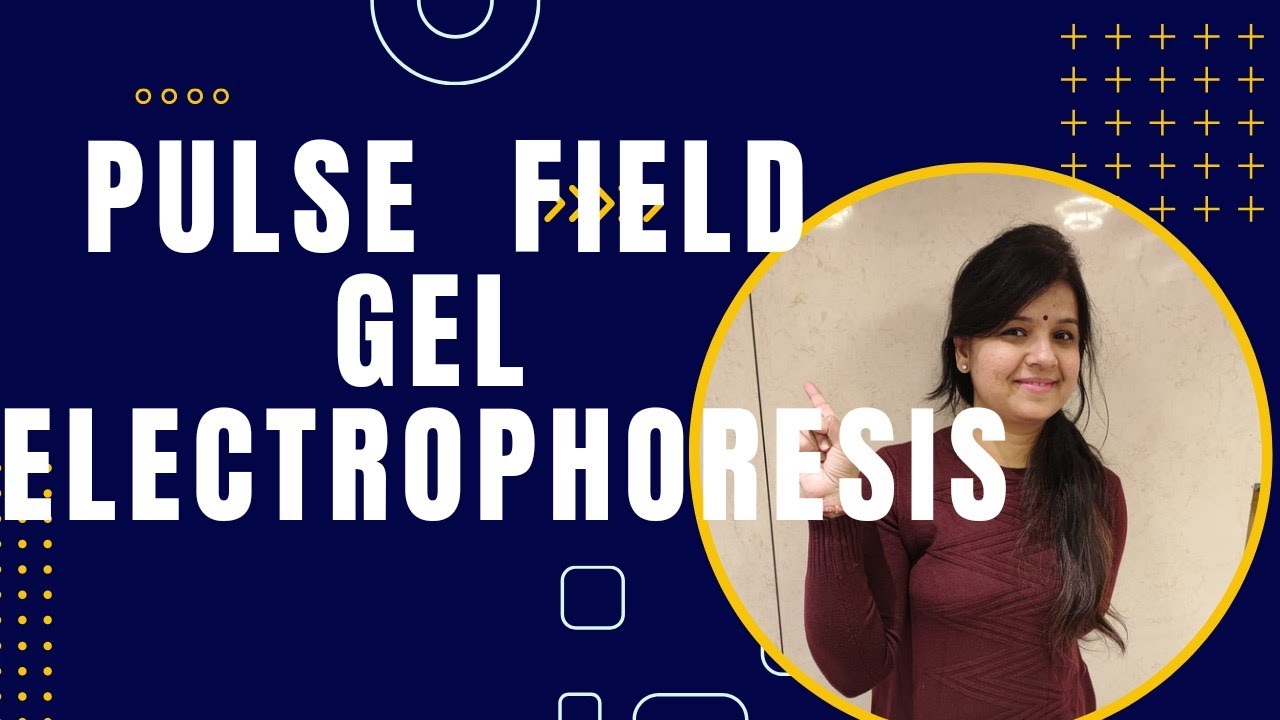Pulse Field Gel Electrophoresis ll PFGE II #electrophoresis