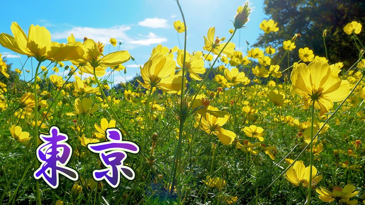 It is warm everyday so the Hagi and Cosmos keep blooming in TOKYO. #4K #萩トンネル #コスモス