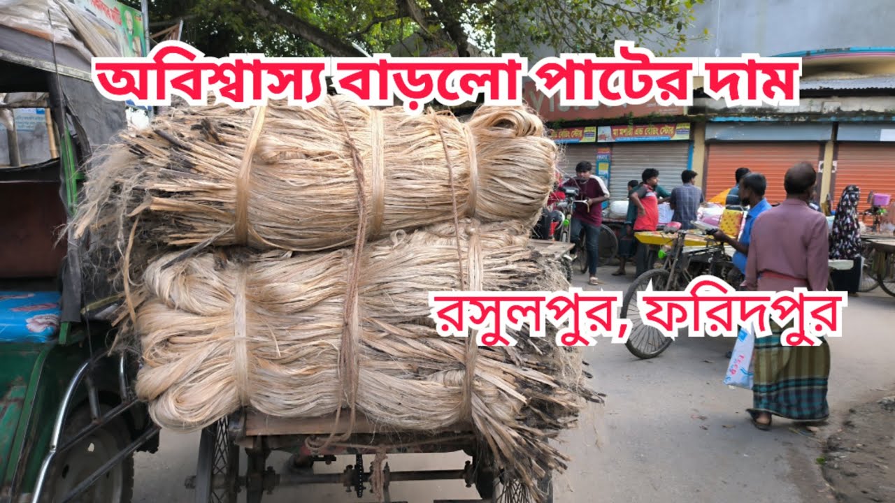 23/09/2025 নতুন রেকর্ড গড়ল পা‌টের দা‌মে || পাটের বাজার || পাটের বর্তমান বাজার দর ২০২৫। Jute price.