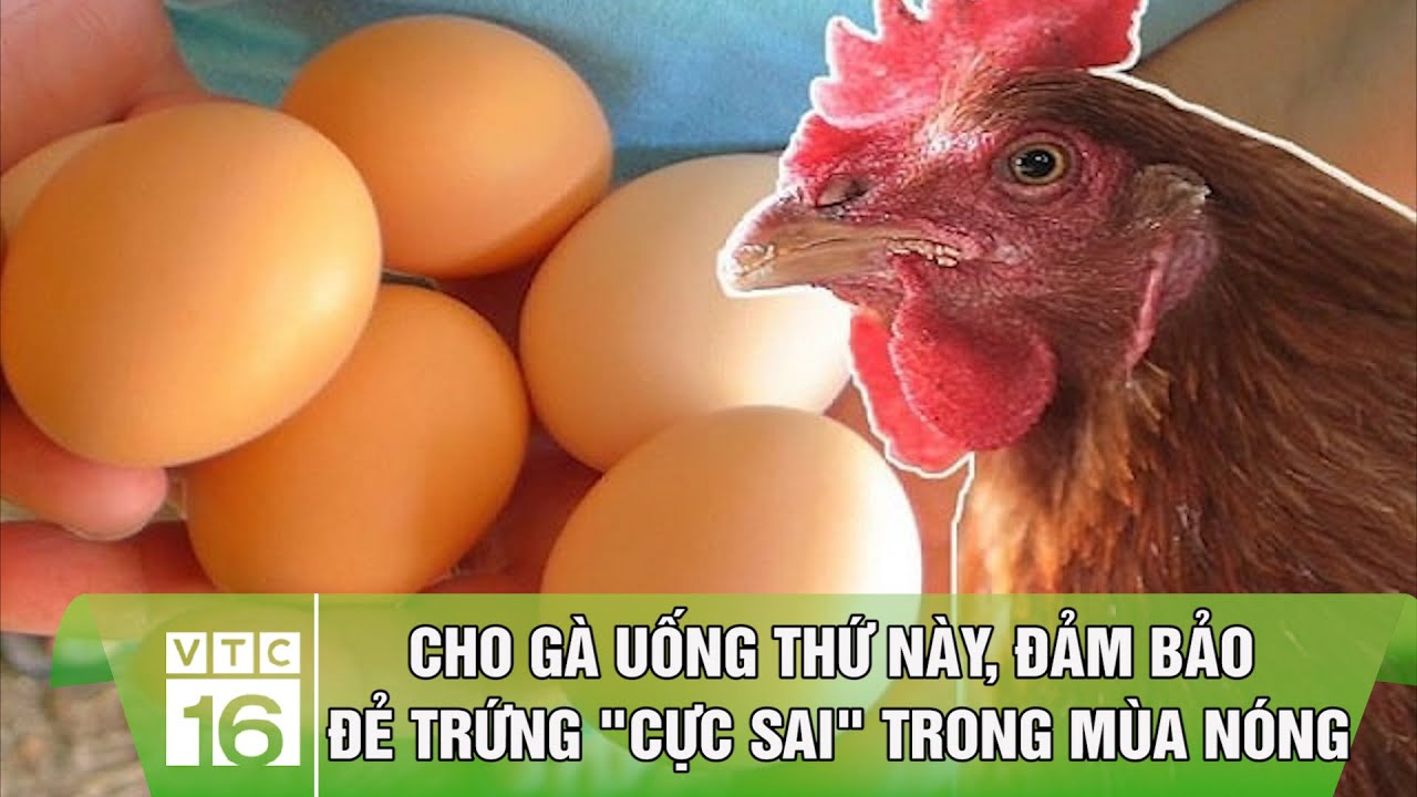 Cho gà uống thứ này, đảm bảo đẻ trứng 