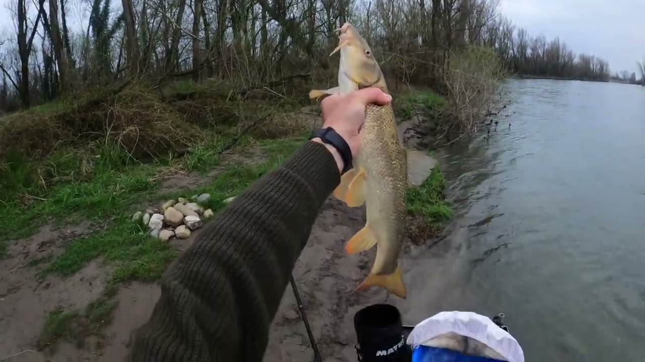 Un pomeriggio dell'ultimo inverno in Adda #bolognese #catchandrelease #fishing #pesca #fishinglife