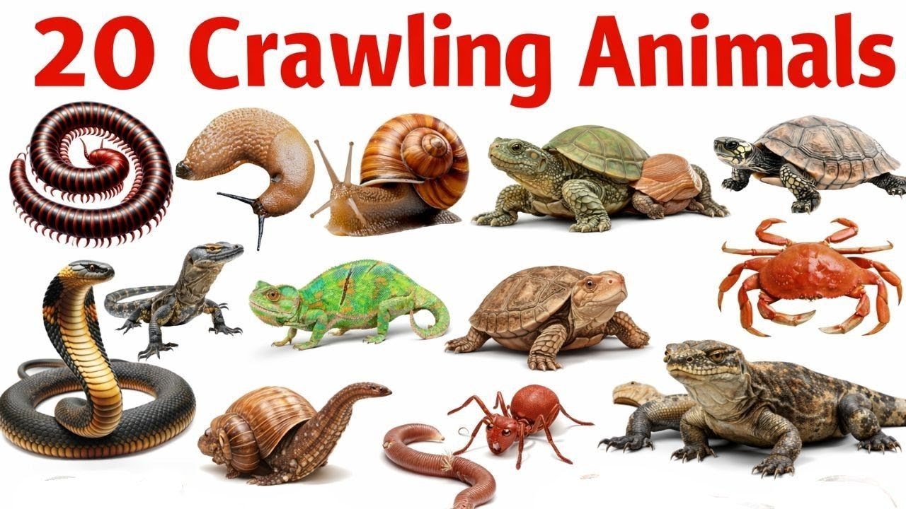 रेंगने  वाले जानवरों के नाम | Crawling Animals Name for Kids | Learn 20 Crawling Animals in English 
