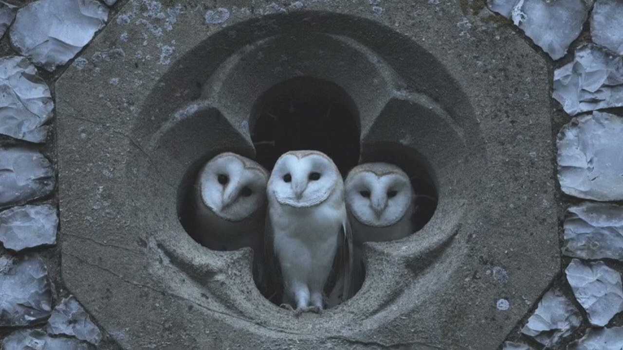 ბუ - უფალო შეგვიწყალენ / bu - upalo shegvitsyalen