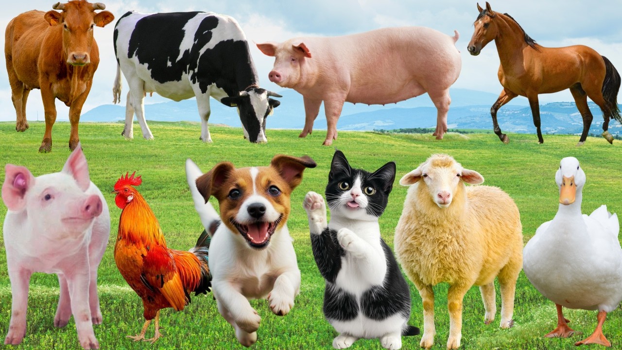 🌿 Thiên Nhiên Vang Giai Điệu Thân Thương – Bò, Gà, Chó & Mèo Tạo Nên Bản Nhạc Đáng Yêu | Animals🐓🐄🐶🐱