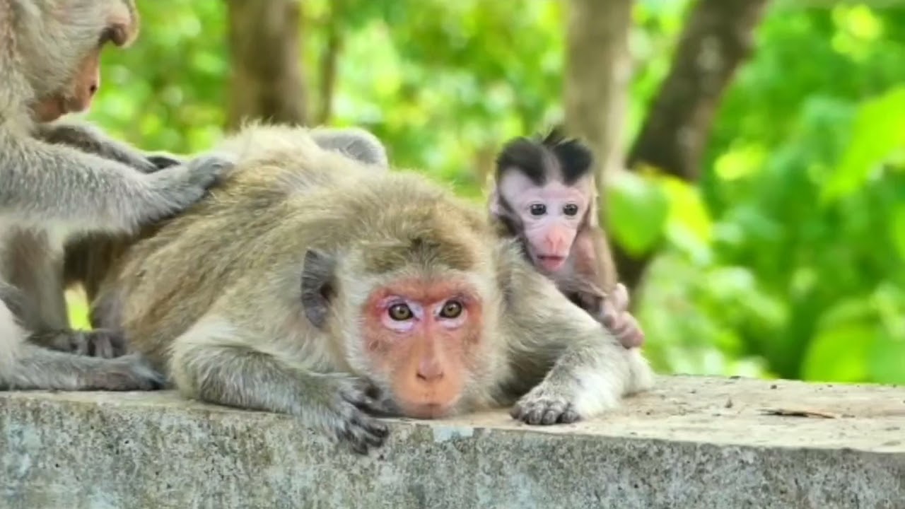 pelajaran apa yang diajarkan ibu pada putrinya yang masih kecil