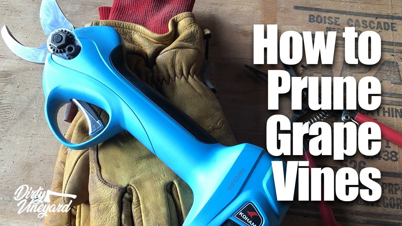 How to Prune Grape Vines | Season 1, Episode 11 | Dirty Vineyard
