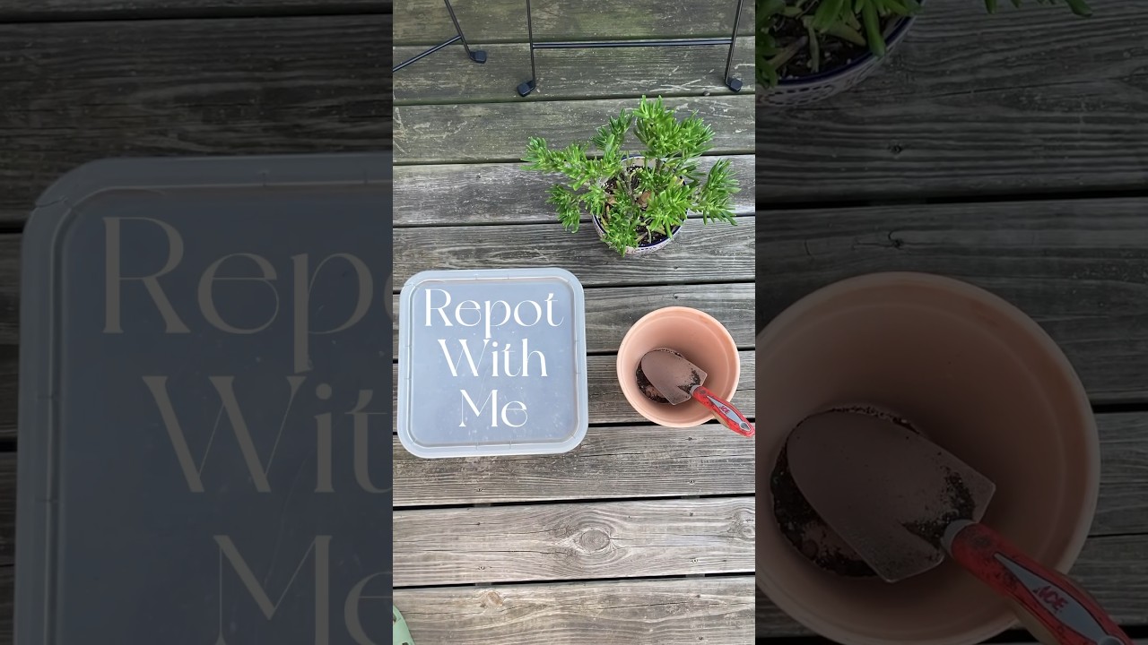 #repotwithme #crassulaovata #jadeplant