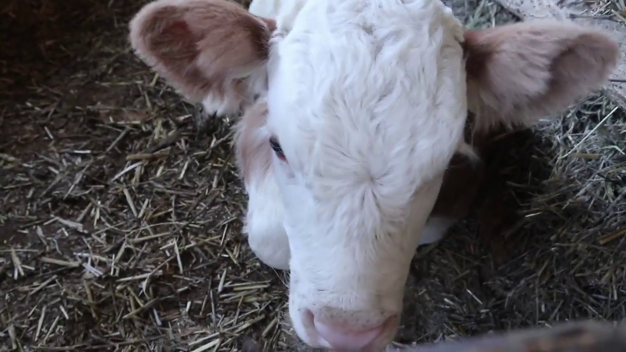 Primele animale din gospodarie