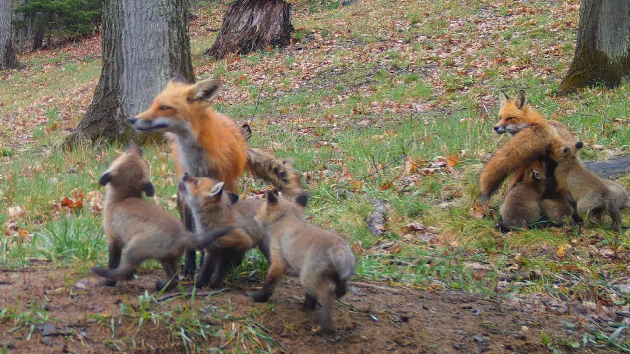Two Fox Moms Den Together