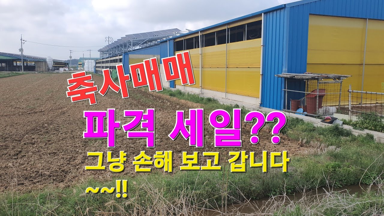 Shinsung TV [Продажа скота] Продажа скота в Ёнам-гуне, Чолла-Намдо ☎️01052287635 Скидки на продаж...