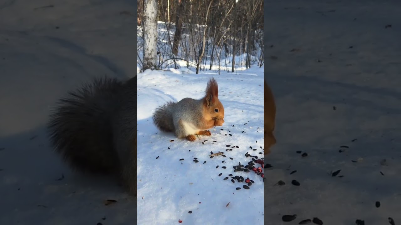 Новинка 