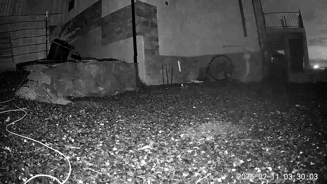 Feb 11, 2026, Raccoon escapes