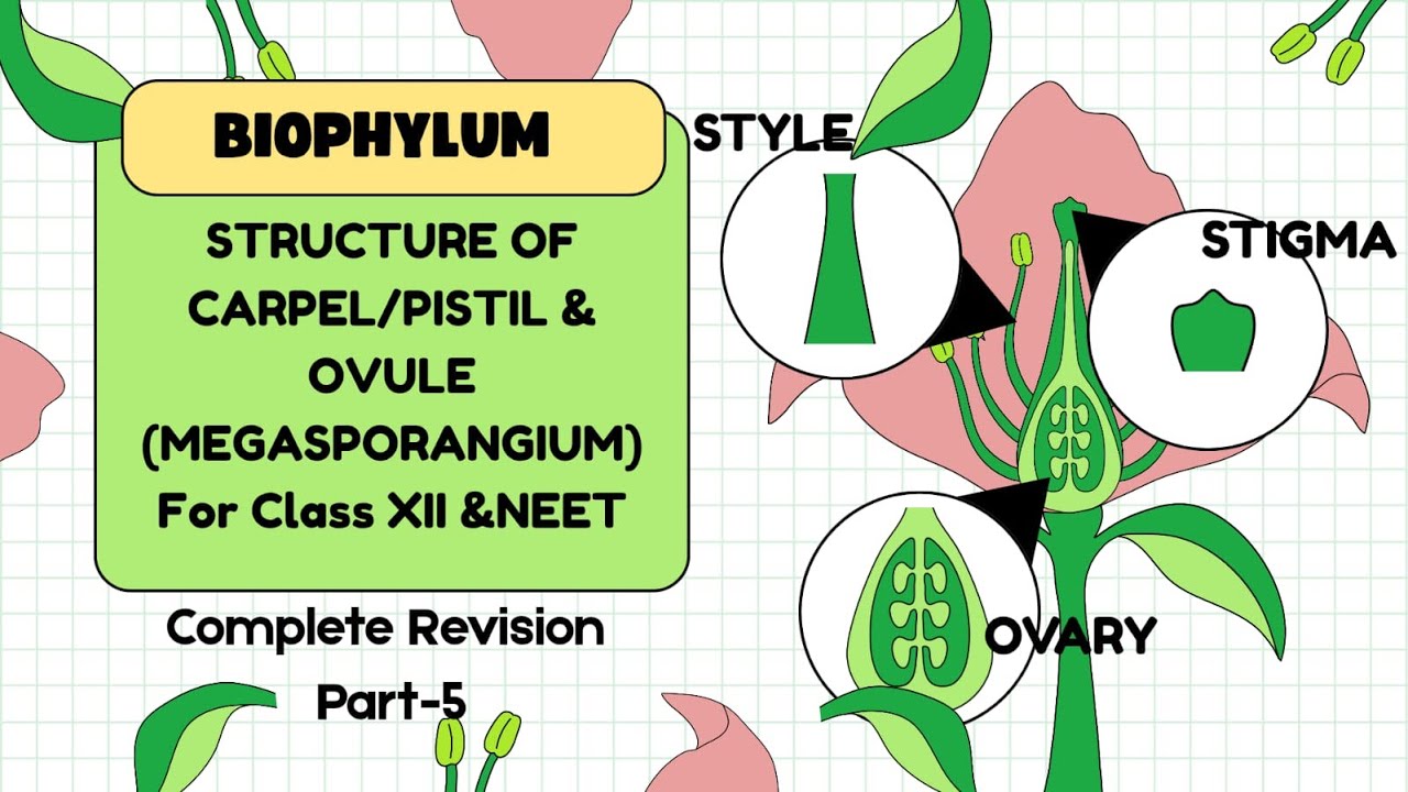 Structure of Pistil and Ovule, Chapter-1 class xii Sexual reproduction in flowering plants Part-5