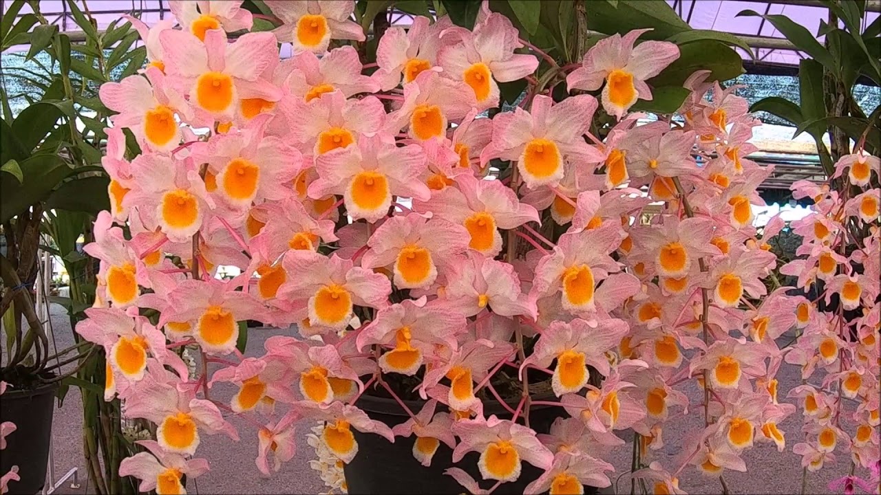 พฤกษาตะวันออก 2018 ชลบุรี,Eastern Thailand orchid show 2018,Chonburi,Ep#1