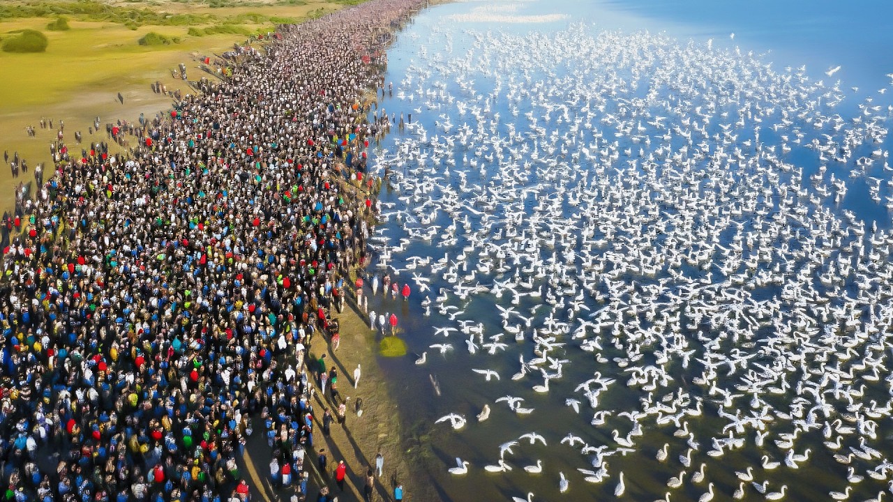China Released Ducks Into Toxic Rice Fields - The Results Shocked the World