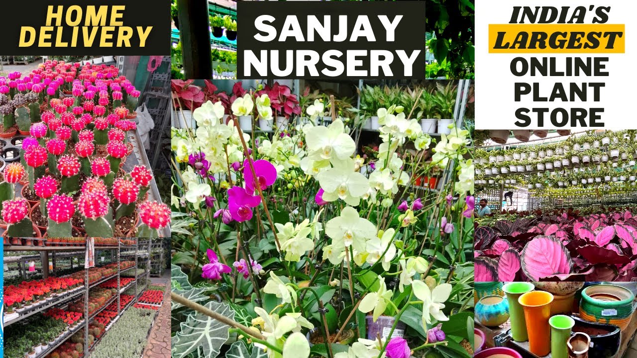 INDIA's Largest Online PLANT Nursery 😍 | Sanjay Nursery PUNE