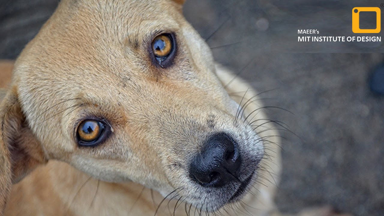 Short Documentary on Animal Welfare | Abandoned | MITID Films