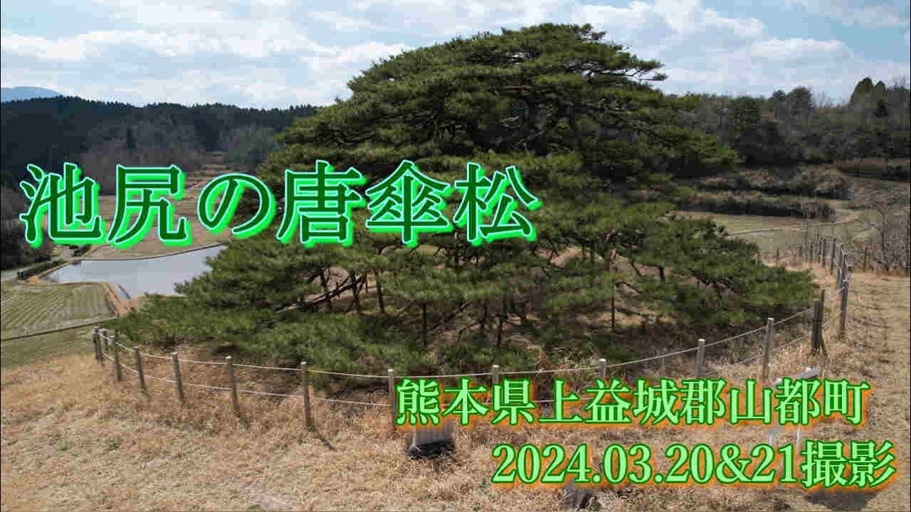 池尻の唐傘松　2024.03.20&21撮影