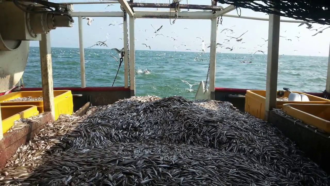 Lake Erie Fisherman