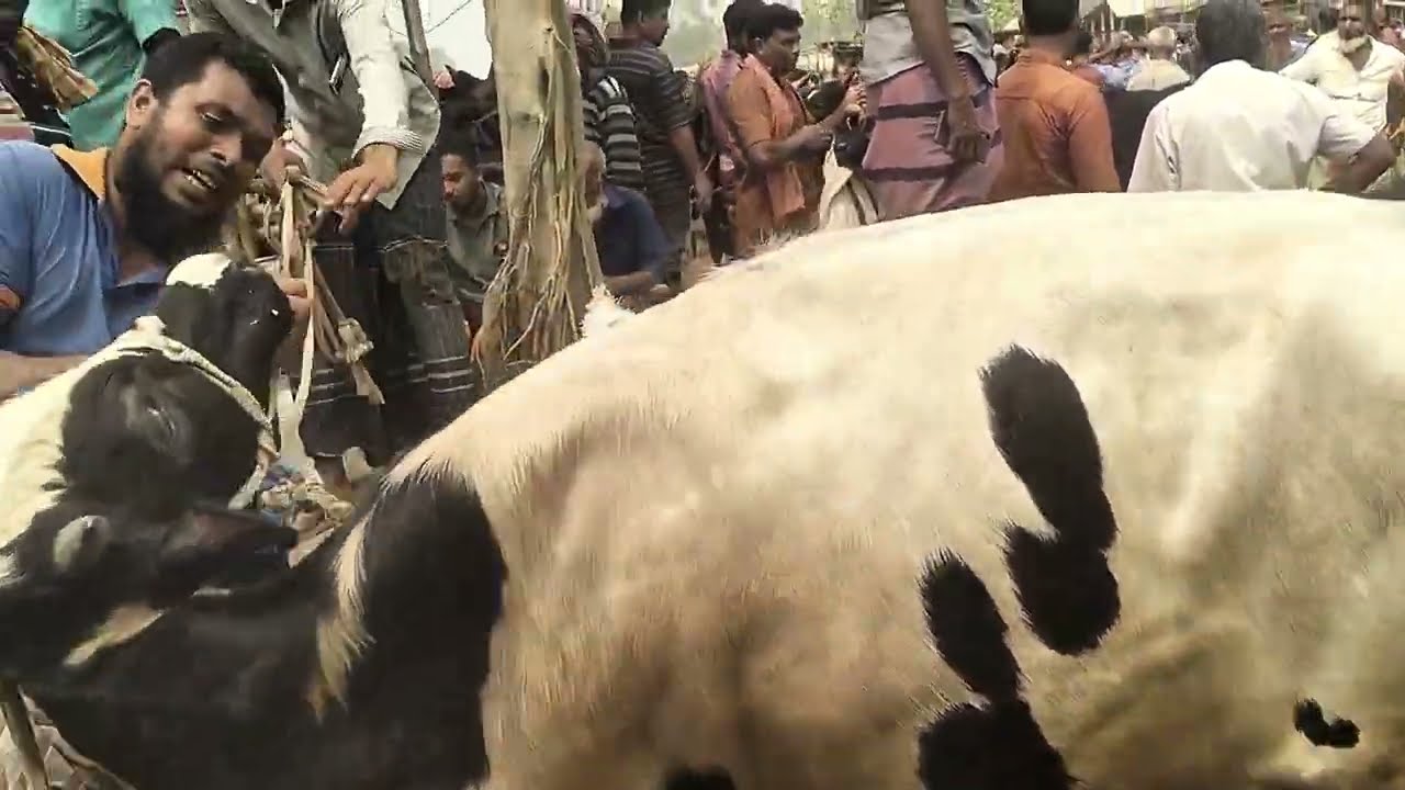চন্দাইকোনা হাটে  ফ্রিজিয়ান ষাঁড় গরু দাম!আজকের বাজার দর  ১০/০৩/২০২৬ | হাটে আজ ফ্রিজিয়ান গরুর মেলা!
