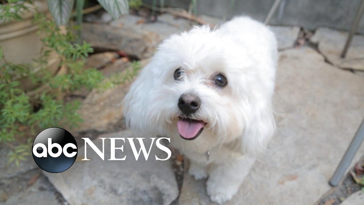 Pets on Prozac: Dogs Take Meds for Anxiety