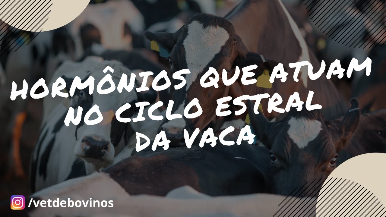 Hormônios que atuam no ciclo estral da vaca 